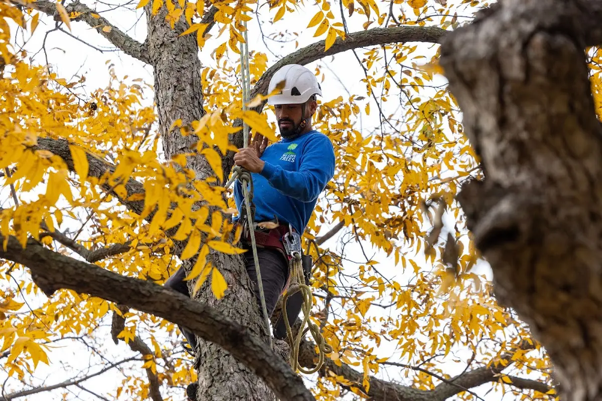 Skilled Tree Transplanting crew working in Winside